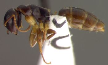 Media type: image; Entomology 26111   Aspect: habitus lateral view